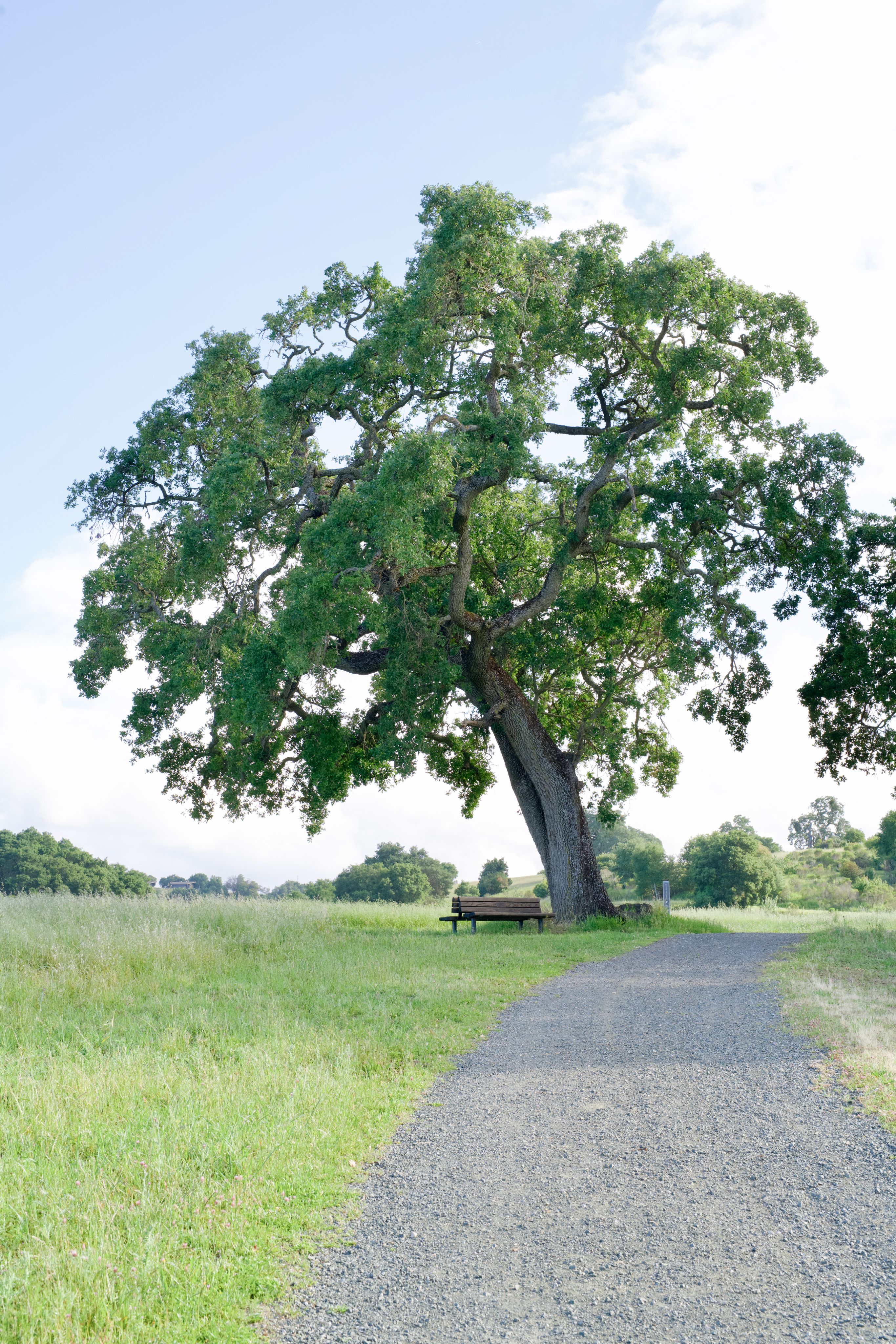 The proposal oak tree